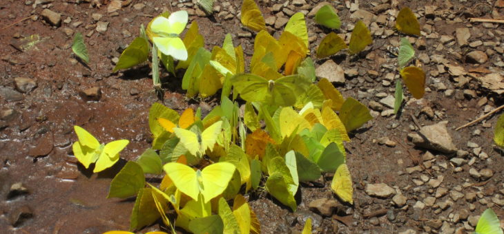 C’est quoi la poudre sur les ailes des papillons?