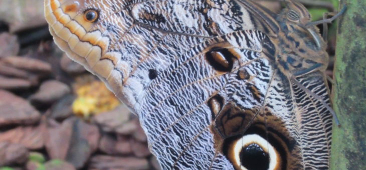 Sondage papillon hibou-serpent
