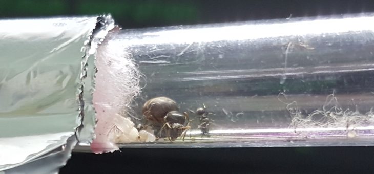 Projet élevage de fourmis Lasius niger
