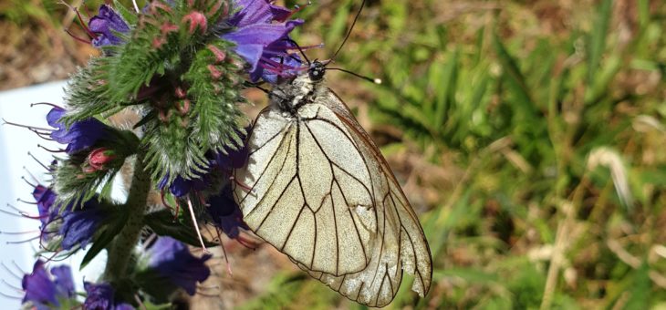 Discover butterflies of France : The Black-veined
