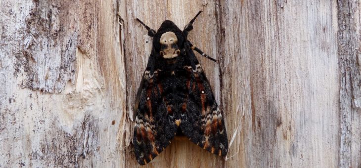 A death’s head or the Darth Vader’s mask?