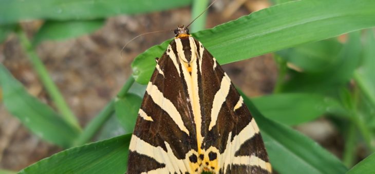 Discover butterflies in France : The Jersey Tiger