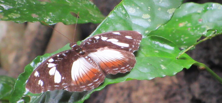 Butterflies of Nigeria : Aterica galene