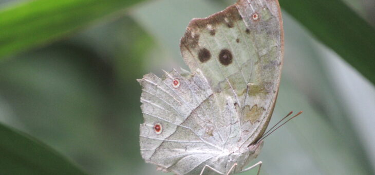 Projet les papillons du Nigeria : Protogoniomorpha parhassus