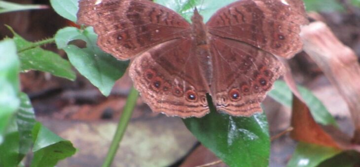 PROJET LES PAPILLONS DU NIGERIA : JUNONIA STYGIA