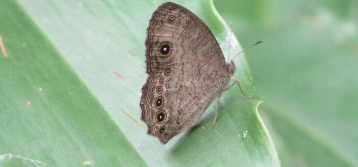 Butterflies of Nigeria : Bicyclus martius sanaos