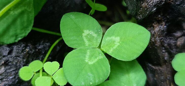 Lucky clover