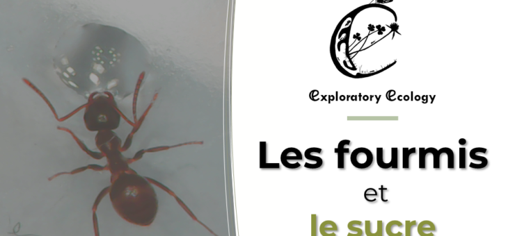 Nouvelle vidéo : Les fourmis et le sucre