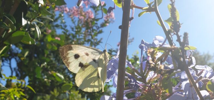 Discover the butterflies of France : The Large White