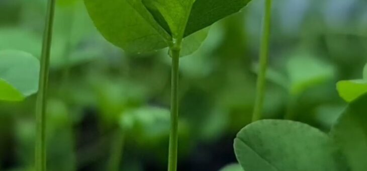 Les plantes ça bouge?