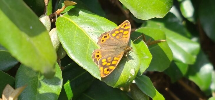 Les papillons du jardin : Le Tircis