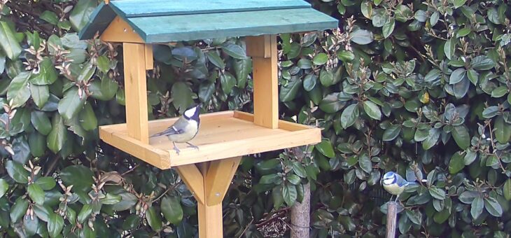Garden birds : The Great and blue tit
