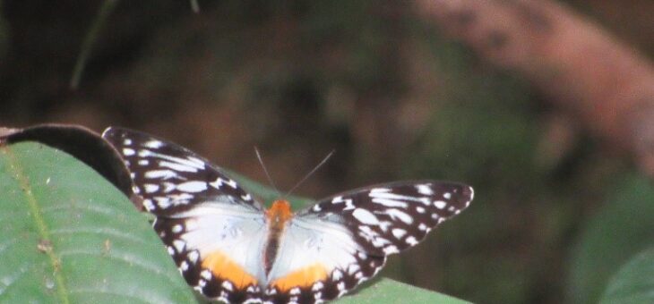 The butterflies of Nigeria : The Becker’s Creamy Yellow Glider