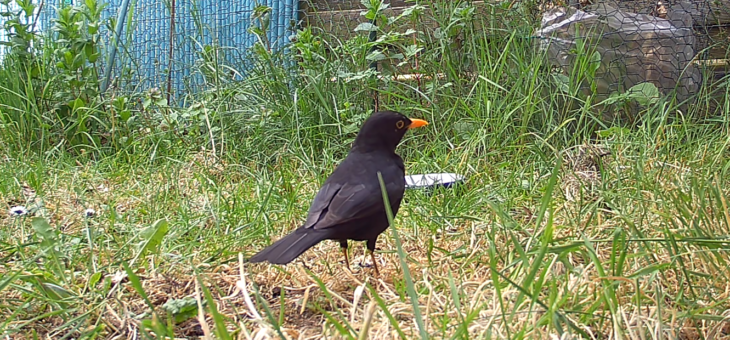 Discover garden animals in France : the Common Blackbird