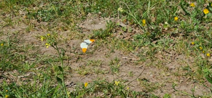 Les papillons du jardin : L’Aurore