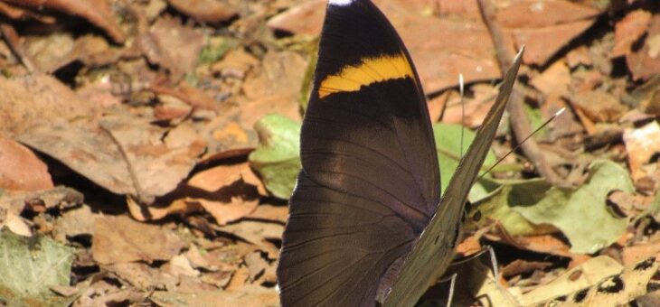 Butterflies of Nigeria : Euphaedra losinga (Dark Brown Forester)