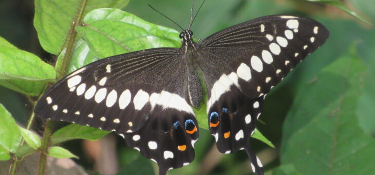 Découvrir les papillons du Nigeria : Papilio menestheus