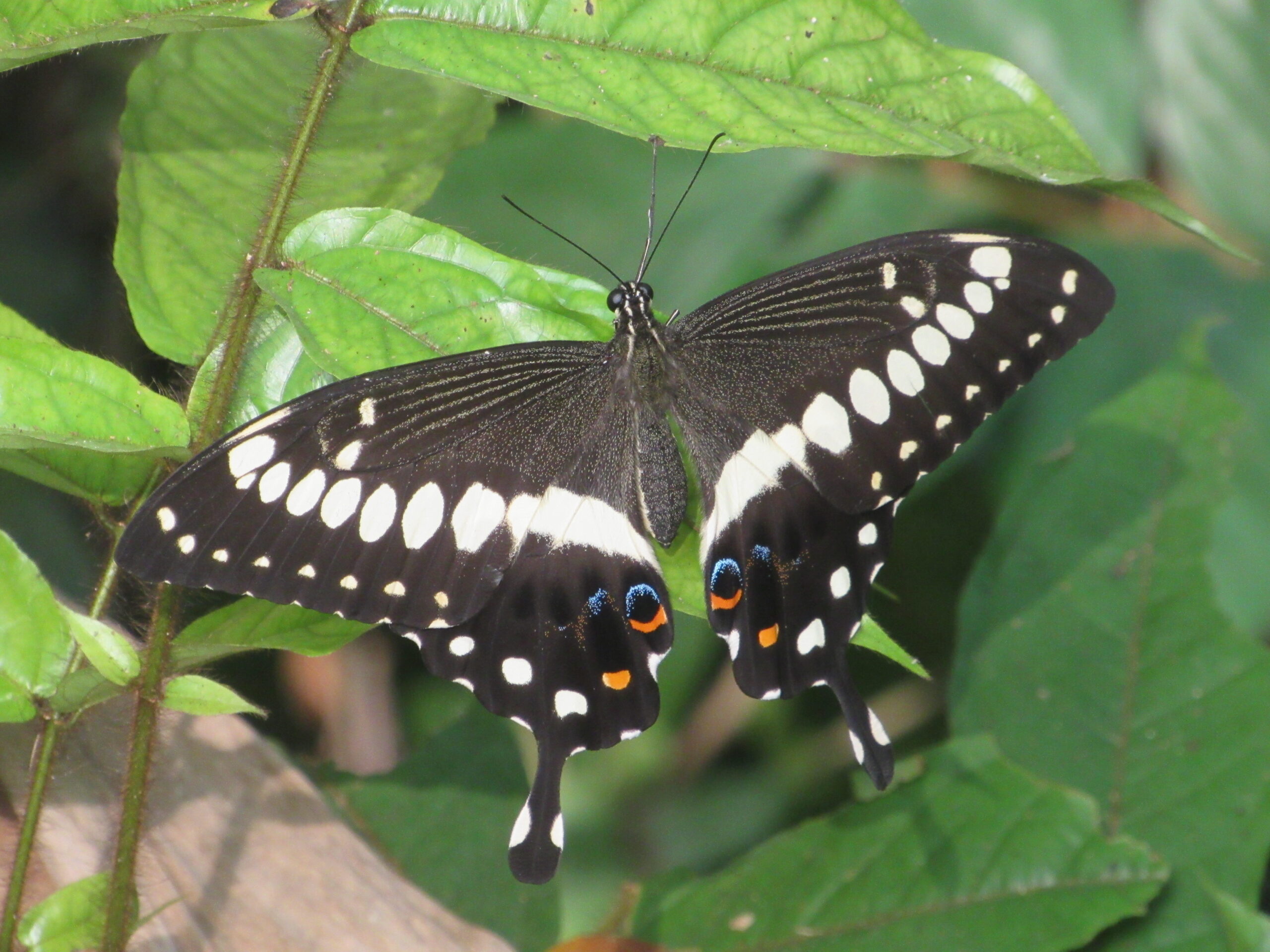Discover butterflies of Nigeria : Western Emperor Swallowtail