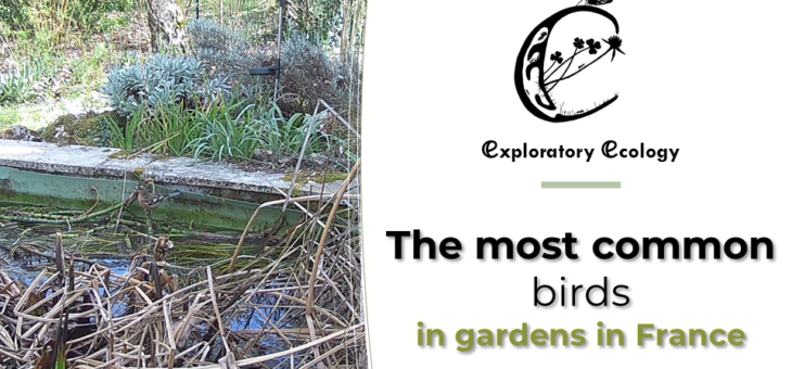 Discover the most common birds in gardens in France