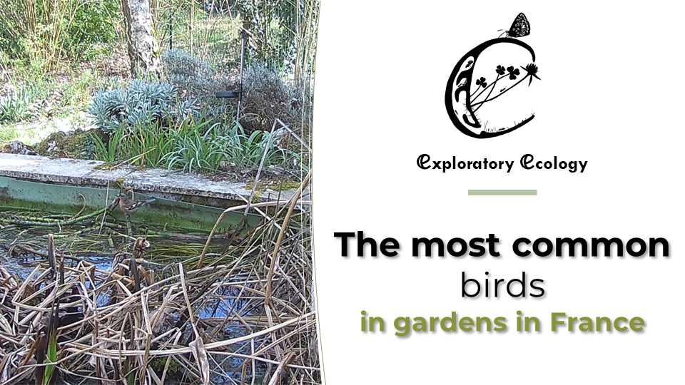Discover the most common birds in gardens in France - Exploratory Ecology