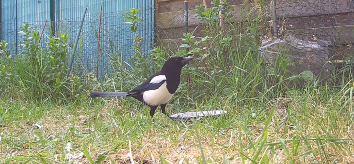 Découvrir les animaux du jardin : La Pie bavarde