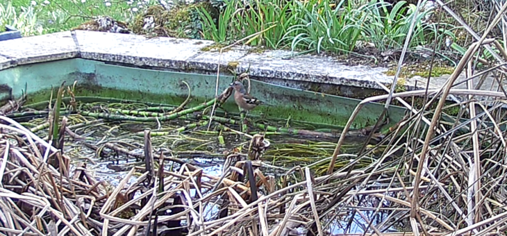 Discover birds in the gardens in France