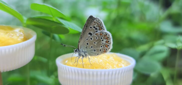 How do butterflies eat?