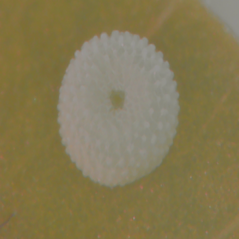 How are Butterflies born? Exploratory Ecology