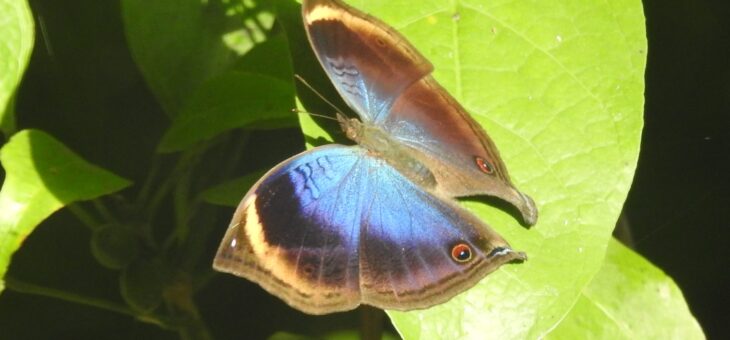 Nigeria project : Junonia cymodoce