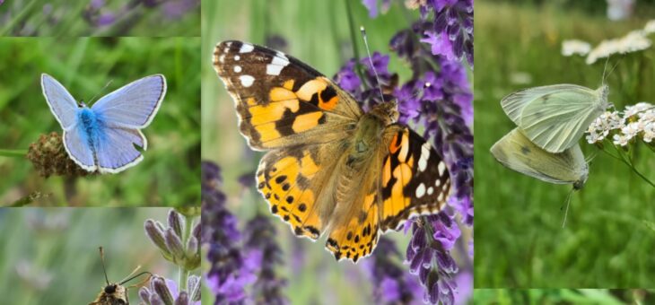 Butterfly Outing