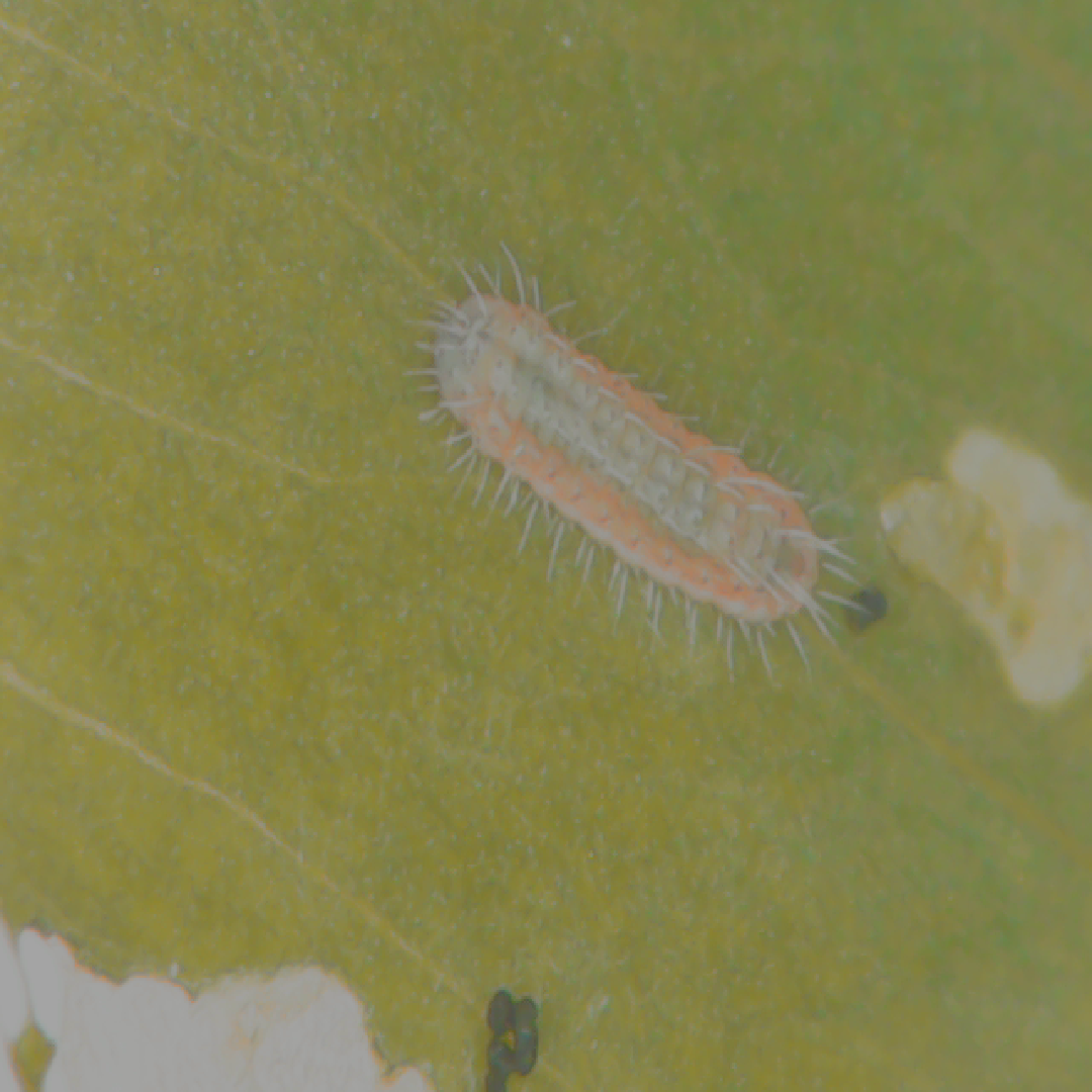 ExplorEcoLab De l'œuf à la chenille Exploratory Ecology