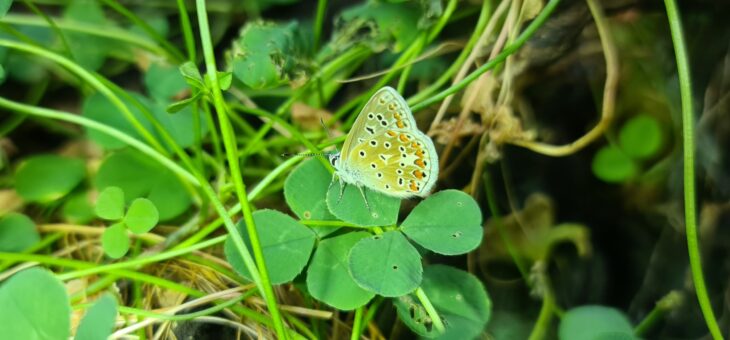 ExplorEcoLab : Naissance du premier papillon