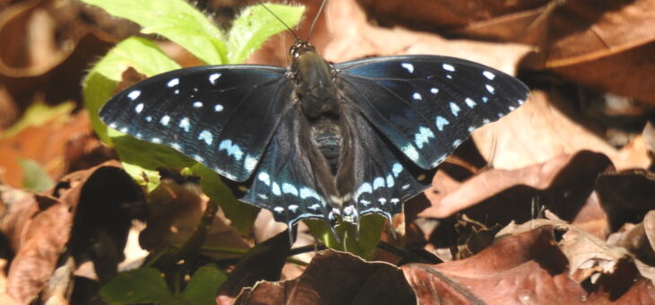 Nigeria project : Charaxes etesipe