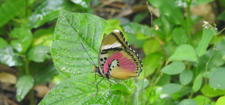 Projet les papillons du Nigeria : Euphaedra hebes