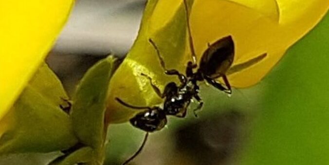 Les fourmis et le sucre