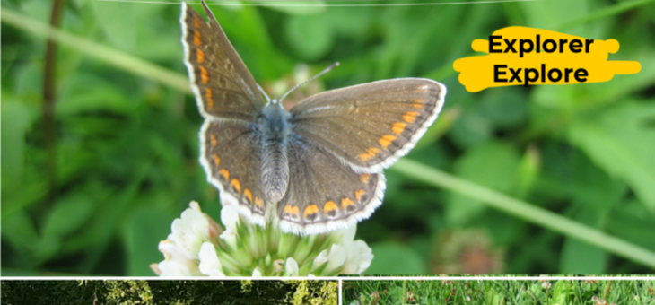 Exhibition “butterflies of today and tomorrow”