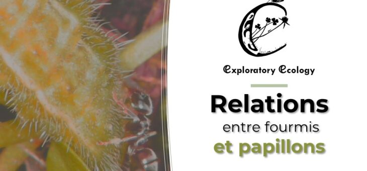 Relations entre fourmis et papillons