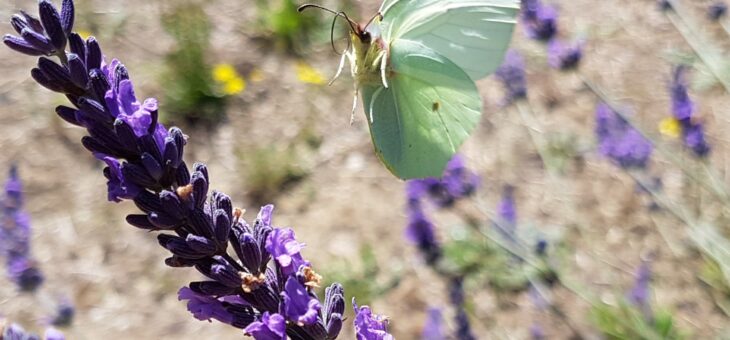 Les papillons de retour au jardin avec les beaux jours!