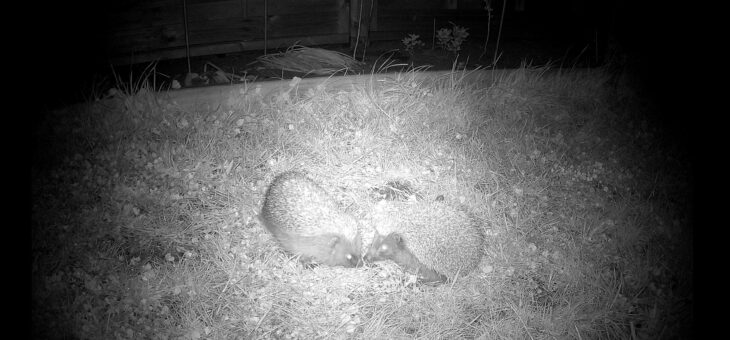 Help hedgehogs in your garden