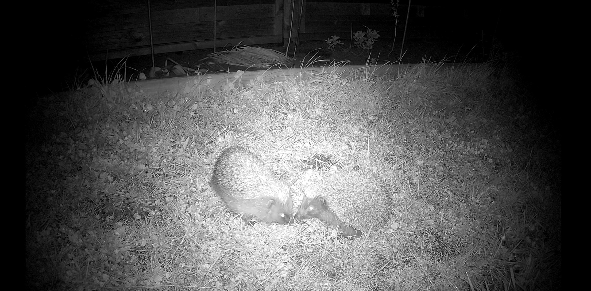 Do you have any name ideas for our hedgehogs? - Exploratory Ecology