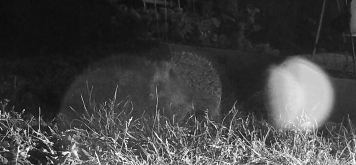 The Hedgehog in our garden