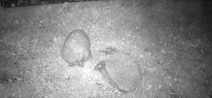 Hedgehog lovers dance