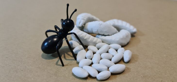 Expo fourmis : maquette fourmilière