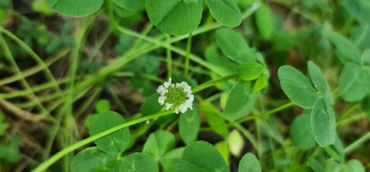 Première fleur dans le laboratoire!