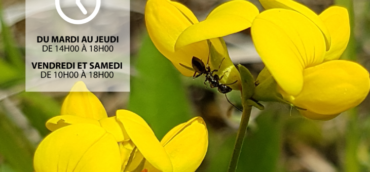 Exposition sur l’Univers des fourmis