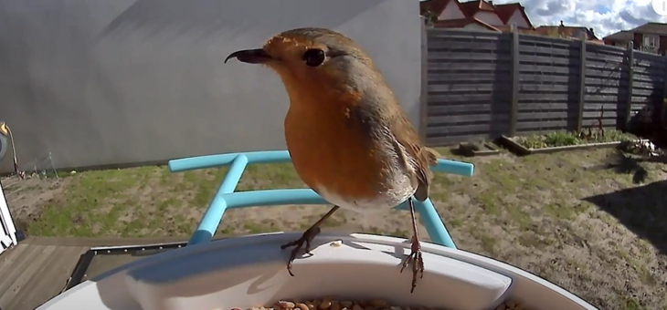 European robin with beak deformities