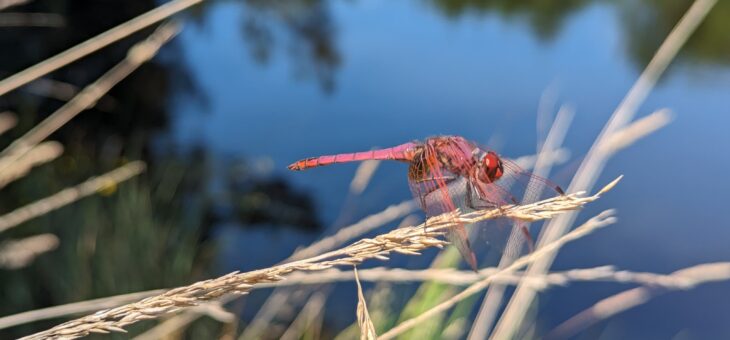 Sortie nature en bateau