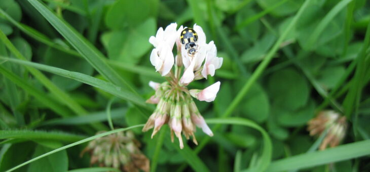 Aider les insectes du jardin en hiver