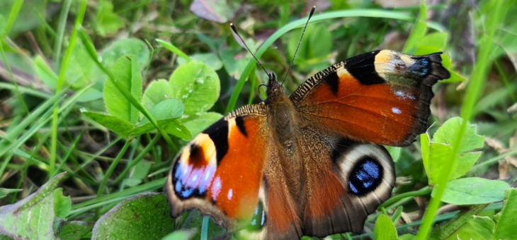 Marvel at the Arrival of Butterflies in Your Garden this Late June!