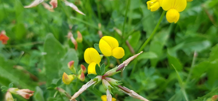 July, the month of the blooming meadow!